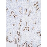 Immunohistochemistry - Anti-Helicobacter pylori Antibody [IHC416] (A324539) - Antibodies.com