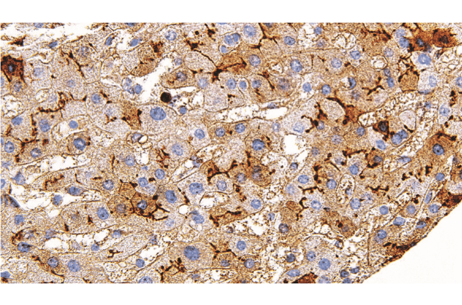 Immunohistochemistry - Anti-CD13 Antibody [IHC119] (A324573) - Antibodies.com