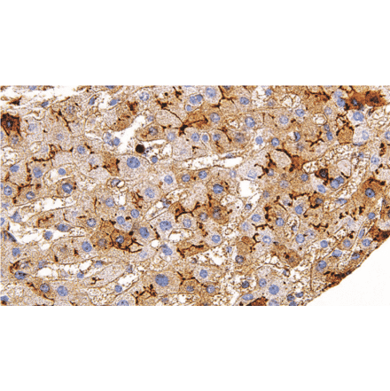 Immunohistochemistry - Anti-CD13 Antibody [IHC119] (A324573) - Antibodies.com