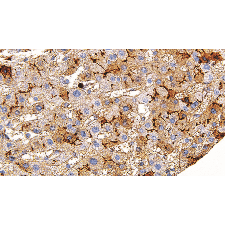 Immunohistochemistry - Anti-CD13 Antibody [IHC119] (A324573) - Antibodies.com