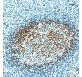 Immunohistochemistry - Anti-CD276 Antibody [IHC039] (A324577) - Antibodies.com