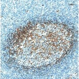 Immunohistochemistry - Anti-CD276 Antibody [IHC039] (A324577) - Antibodies.com