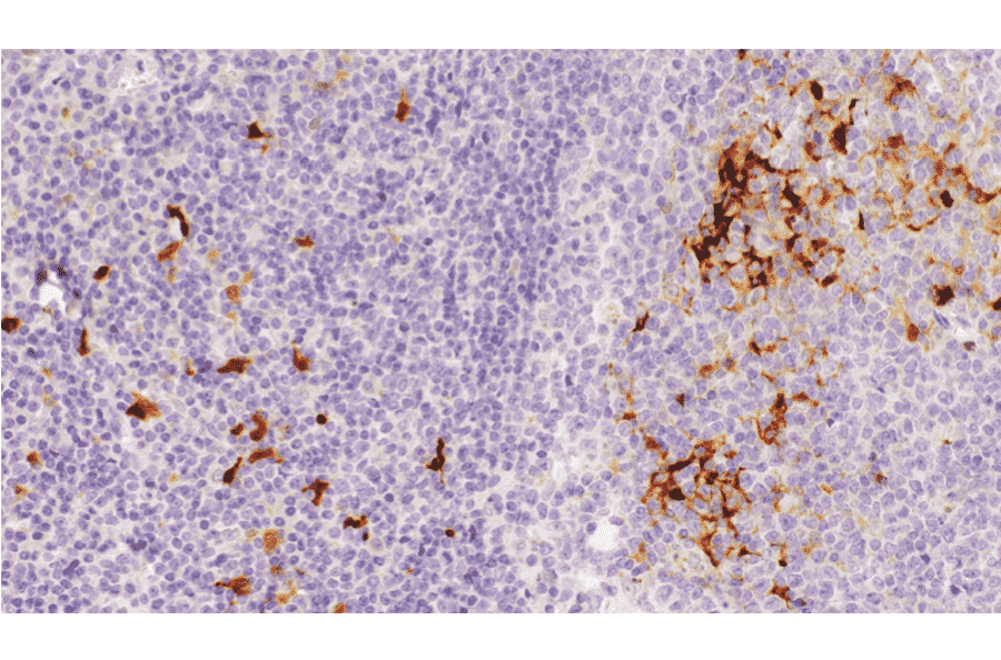 Immunohistochemistry - Anti-Indoleamine 2, 3-dioxygenase Antibody [IHC101] (A324594) - Antibodies.com