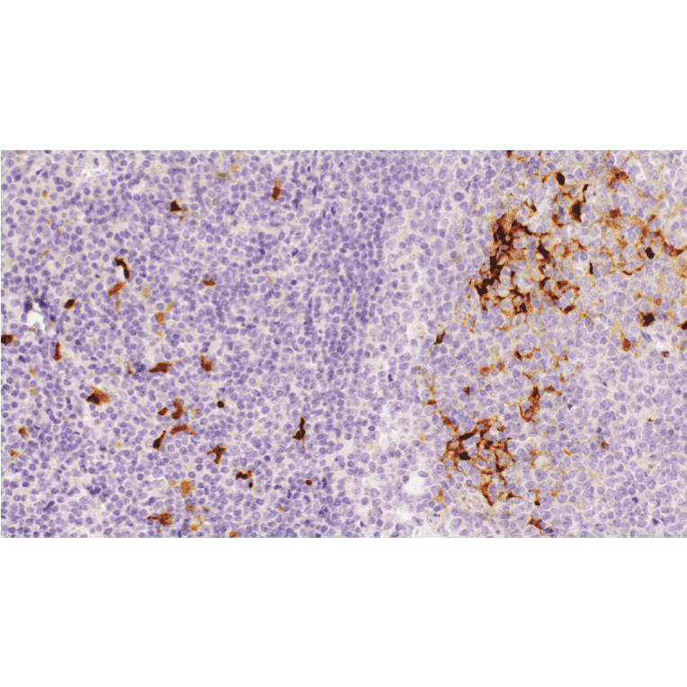 Immunohistochemistry - Anti-Indoleamine 2, 3-dioxygenase Antibody [IHC101] (A324594) - Antibodies.com