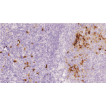 Immunohistochemistry - Anti-Indoleamine 2, 3-dioxygenase Antibody [IHC101] (A324594) - Antibodies.com