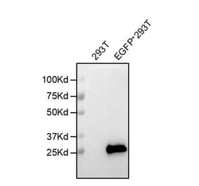 Western Blot - Anti-EGFP Antibody [5F3] - BSA and Azide free (A324641) - Antibodies.com