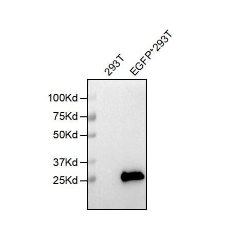 Western Blot - Anti-EGFP Antibody [5F3] - BSA and Azide free (A324641) - Antibodies.com