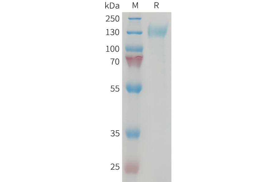 SDS-PAGE - Recombinant Human CRLR Protein (Fc Tag) + RAMP1 Protein (Fc Tag) (A324670) - Antibodies.com