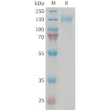 SDS-PAGE - Recombinant Human CRLR Protein (Fc Tag) + RAMP1 Protein (Fc Tag) (A324670) - Antibodies.com