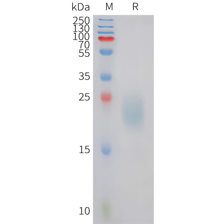 SDS-PAGE - Recombinant Canine IL31 Protein (6xHis Tag) (A324696) - Antibodies.com
