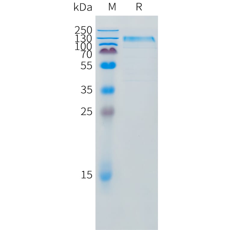 SDS-PAGE - Recombinant Canine IL31RA Protein (Fc Tag) (A324697) - Antibodies.com