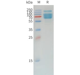 SDS-PAGE - Recombinant Canine PD-L1 Protein (Fc Tag) (A324698) - Antibodies.com