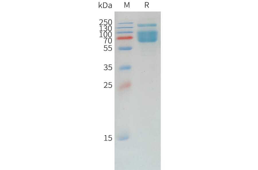 SDS-PAGE - Recombinant Canine PD-L1 Protein (Fc Tag) (A324698) - Antibodies.com