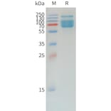 SDS-PAGE - Recombinant Canine PD-L1 Protein (Fc Tag) (A324698) - Antibodies.com