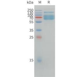 SDS-PAGE - Recombinant Canine PD-L1 Protein (Fc Tag) (A324699) - Antibodies.com
