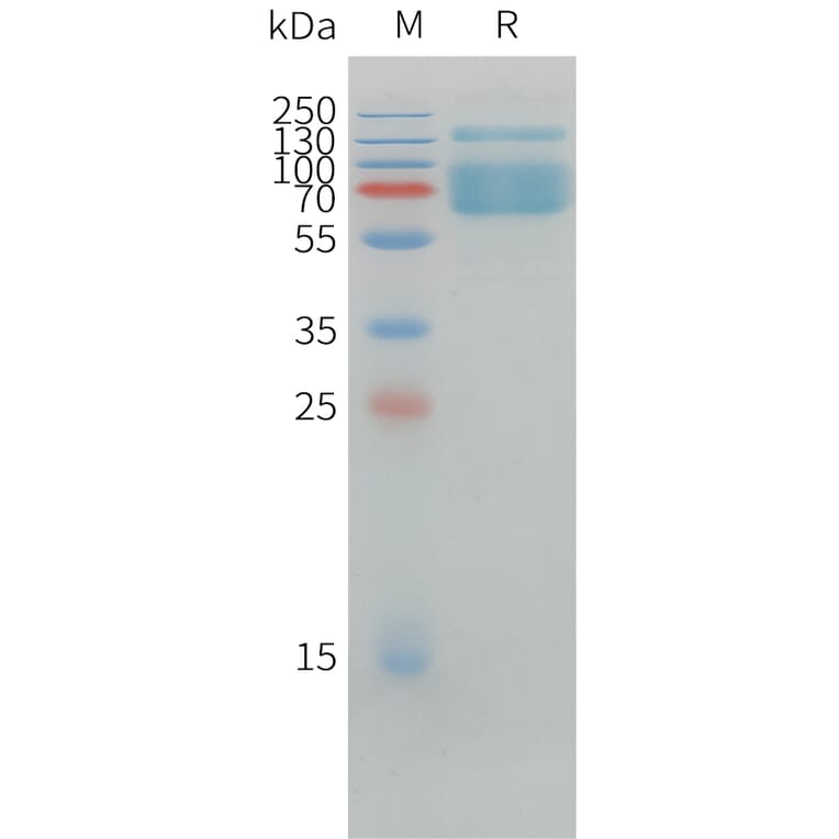 SDS-PAGE - Recombinant Canine PD-L1 Protein (Fc Tag) (A324699) - Antibodies.com