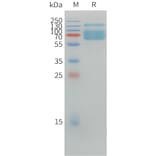 SDS-PAGE - Recombinant Canine PD-L1 Protein (Fc Tag) (A324699) - Antibodies.com