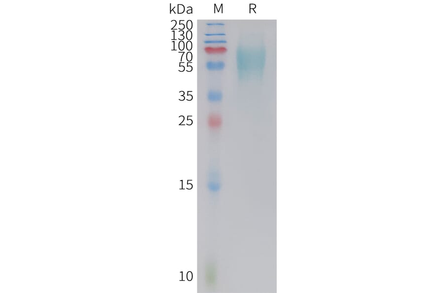 SDS-PAGE - Recombinant Cynomolgus macaque 5T4 Protein (10xHis Tag) (A324701) - Antibodies.com