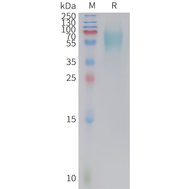SDS-PAGE - Recombinant Cynomolgus macaque 5T4 Protein (10xHis Tag) (A324701) - Antibodies.com