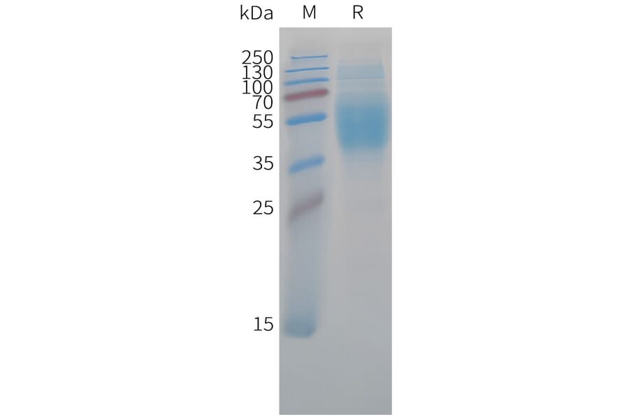 SDS-PAGE - Recombinant Cynomolgus macaque B7-H4 Protein (10xHis Tag) (A324702) - Antibodies.com