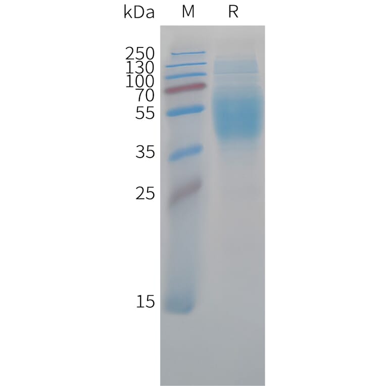 SDS-PAGE - Recombinant Cynomolgus macaque B7-H4 Protein (10xHis Tag) (A324702) - Antibodies.com