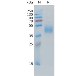 SDS-PAGE - Recombinant Cynomolgus macaque B7-H6 Protein (10xHis Tag) (A324703) - Antibodies.com