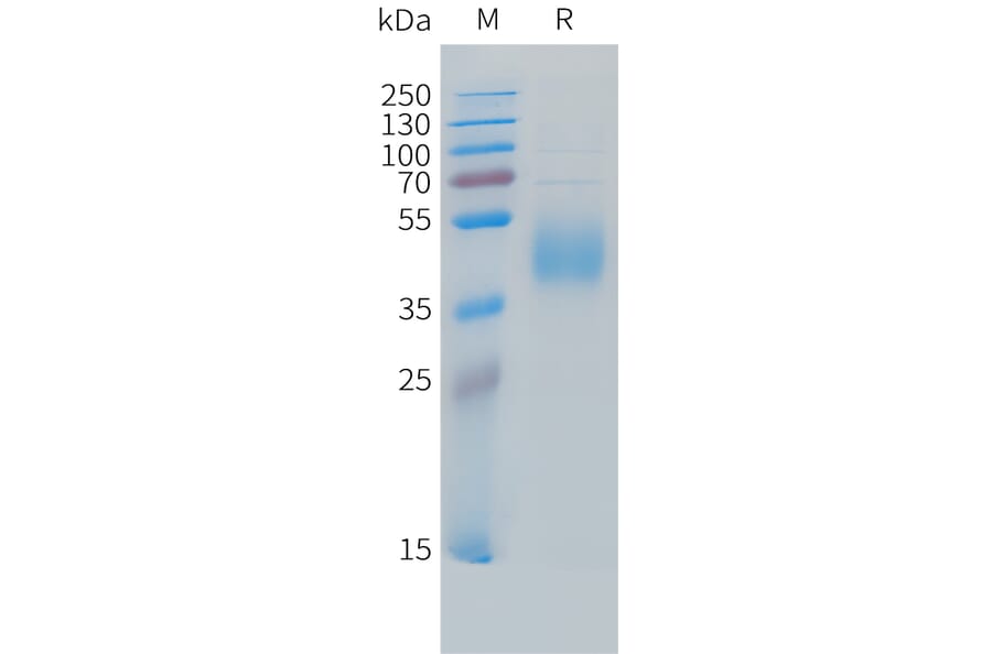 SDS-PAGE - Recombinant Cynomolgus macaque B7-H6 Protein (10xHis Tag) (A324703) - Antibodies.com