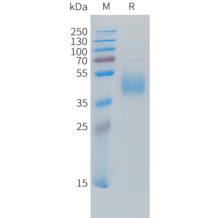 SDS-PAGE - Recombinant Cynomolgus macaque B7-H6 Protein (10xHis Tag) (A324703) - Antibodies.com