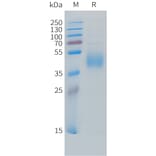 SDS-PAGE - Recombinant Cynomolgus macaque B7-H6 Protein (10xHis Tag) (A324703) - Antibodies.com