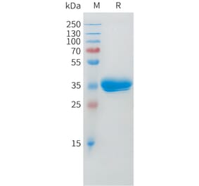 SDS-PAGE - Recombinant Cynomolgus macaque BCMA Protein (Fc Tag) (A324704) - Antibodies.com