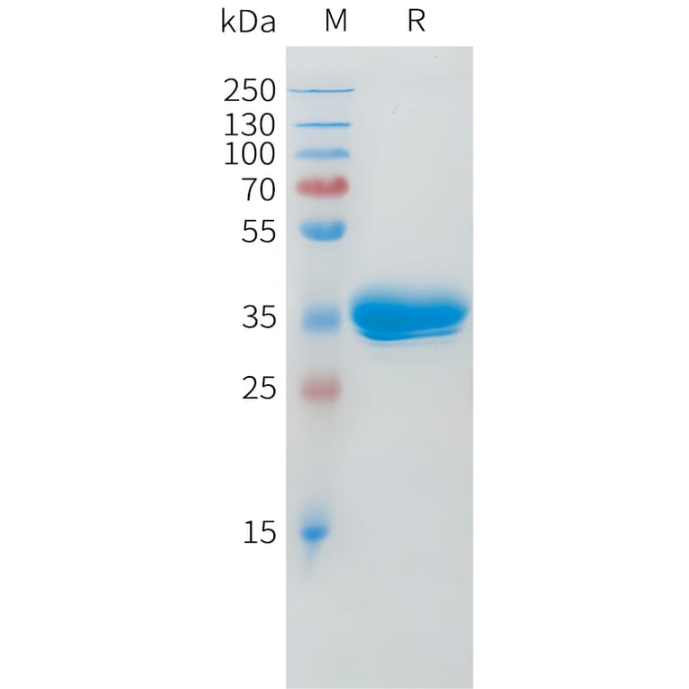 SDS-PAGE - Recombinant Cynomolgus macaque BCMA Protein (Fc Tag) (A324704) - Antibodies.com