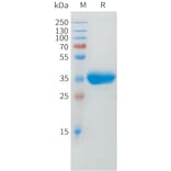 SDS-PAGE - Recombinant Cynomolgus macaque BCMA Protein (Fc Tag) (A324704) - Antibodies.com