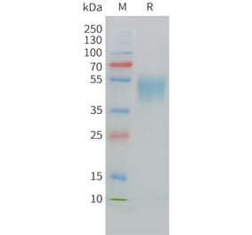 SDS-PAGE - Recombinant Cynomolgus macaque CD24 Protein (Fc Tag) (A324705) - Antibodies.com