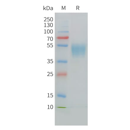 SDS-PAGE - Recombinant Cynomolgus macaque CD24 Protein (Fc Tag) (A324705) - Antibodies.com