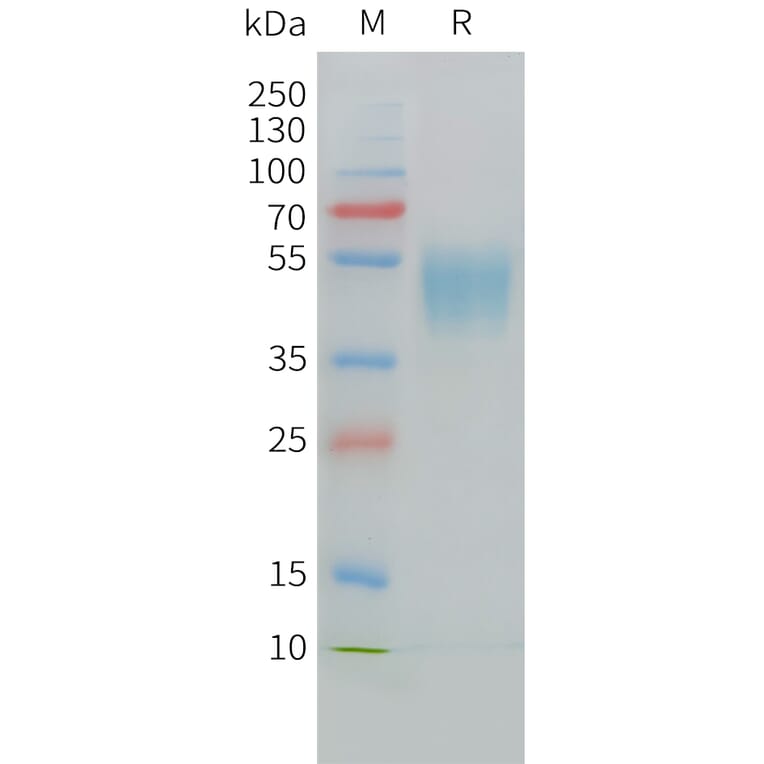 SDS-PAGE - Recombinant Cynomolgus macaque CD24 Protein (Fc Tag) (A324705) - Antibodies.com