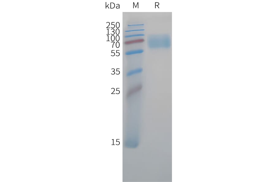 SDS-PAGE - Recombinant Cynomolgus macaque CD47 Protein (Fc Tag) (A324707) - Antibodies.com