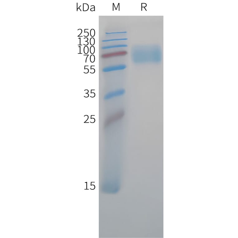 SDS-PAGE - Recombinant Cynomolgus macaque CD47 Protein (Fc Tag) (A324707) - Antibodies.com