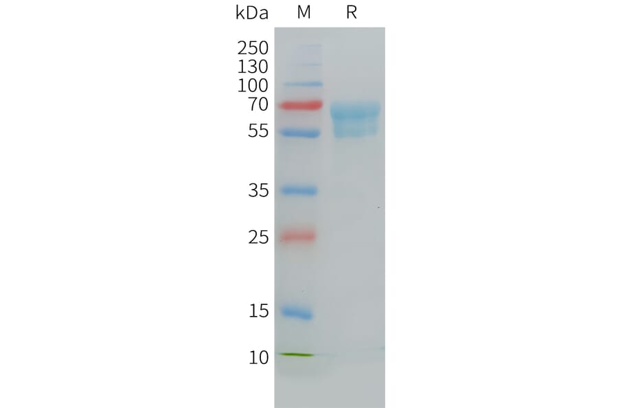 SDS-PAGE - Recombinant Cynomolgus macaque CD7 Protein (Fc Tag) (A324708) - Antibodies.com