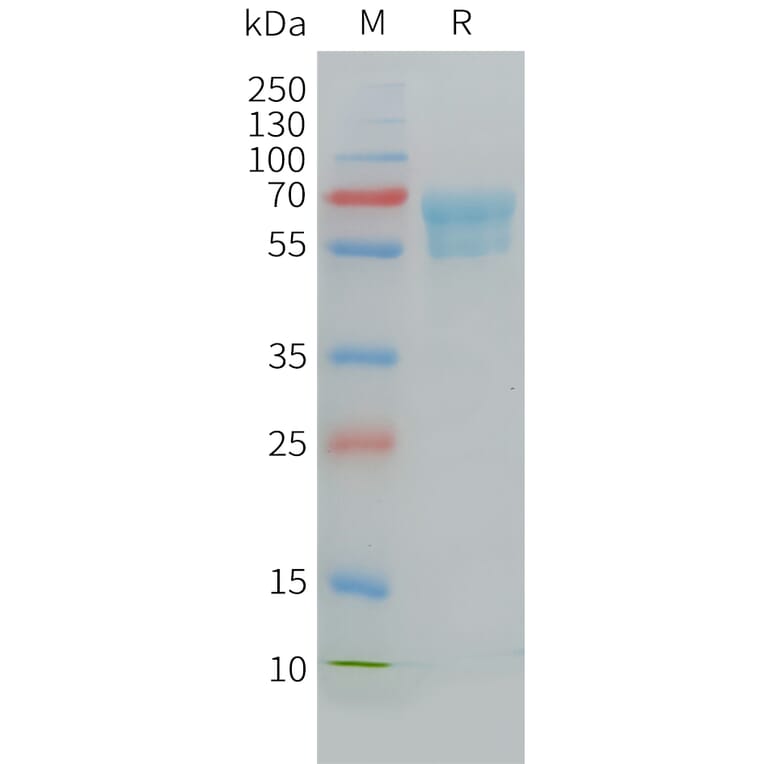 SDS-PAGE - Recombinant Cynomolgus macaque CD7 Protein (Fc Tag) (A324708) - Antibodies.com