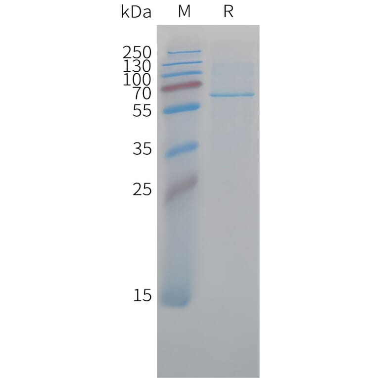 SDS-PAGE - Recombinant Cynomolgus macaque CD73 Protein (10xHis Tag) (A324709) - Antibodies.com