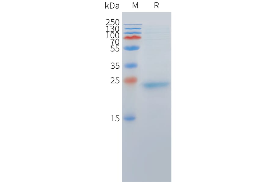 SDS-PAGE - Recombinant Cynomolgus macaque DLL3 Protein (10xHis Tag) (A324712) - Antibodies.com