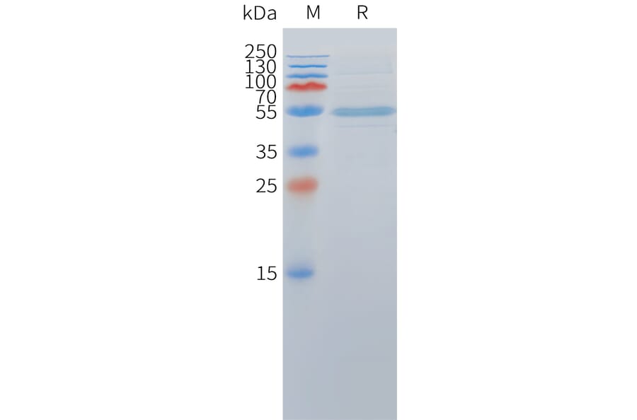 SDS-PAGE - Recombinant Cynomolgus macaque DLL3 Protein (Fc Tag) (A324713) - Antibodies.com