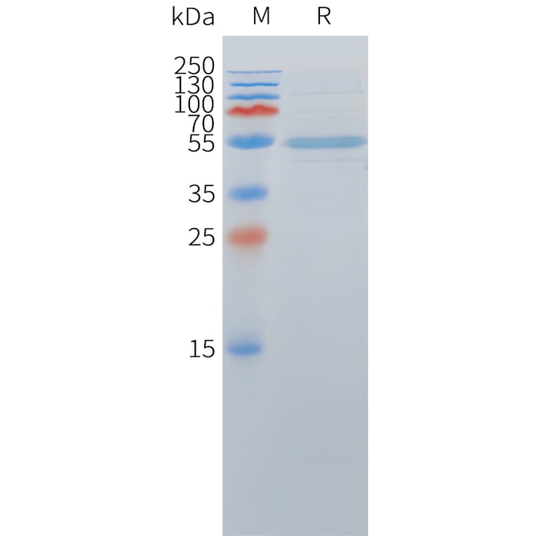 SDS-PAGE - Recombinant Cynomolgus macaque DLL3 Protein (Fc Tag) (A324713) - Antibodies.com