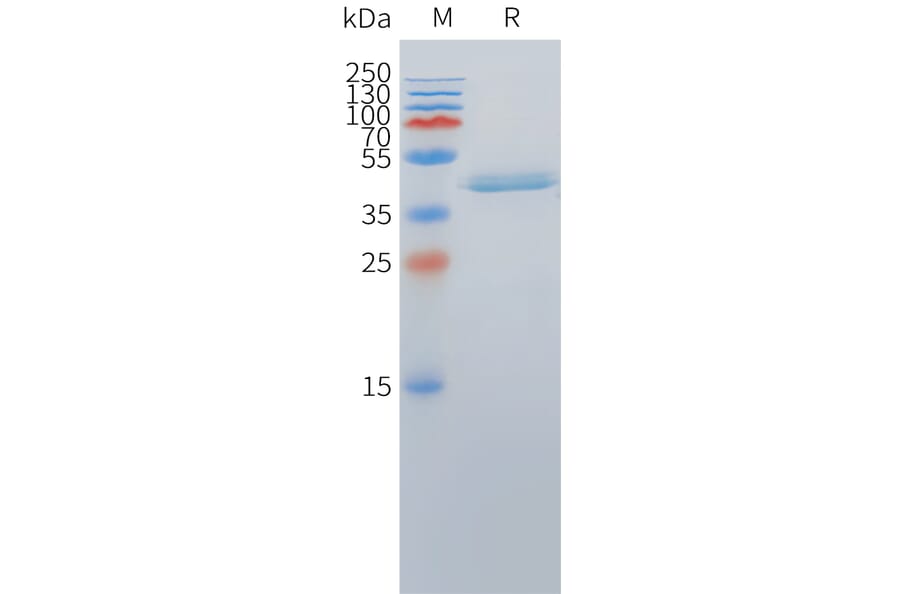 SDS-PAGE - Recombinant Cynomolgus macaque DLL3 Protein (Fc Tag) (A324714) - Antibodies.com