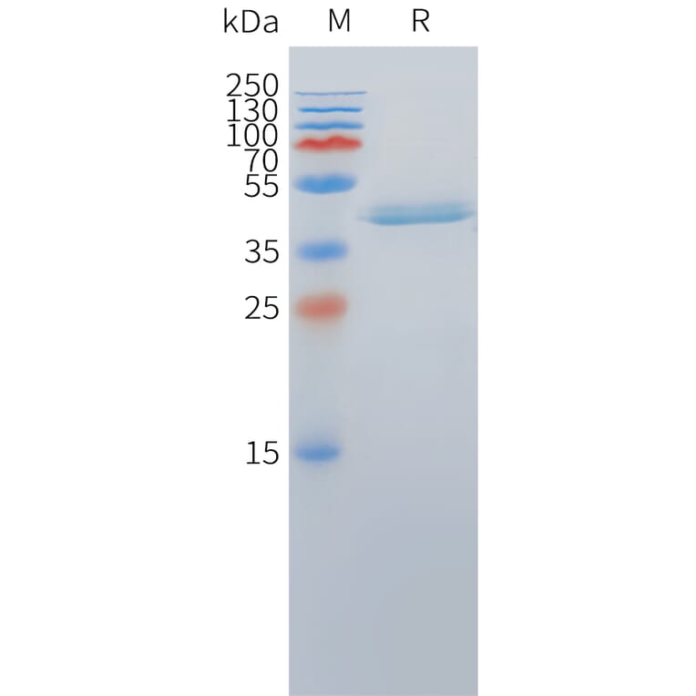 SDS-PAGE - Recombinant Cynomolgus macaque DLL3 Protein (Fc Tag) (A324714) - Antibodies.com