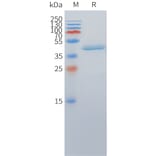 SDS-PAGE - Recombinant Cynomolgus macaque DLL3 Protein (Fc Tag) (A324714) - Antibodies.com