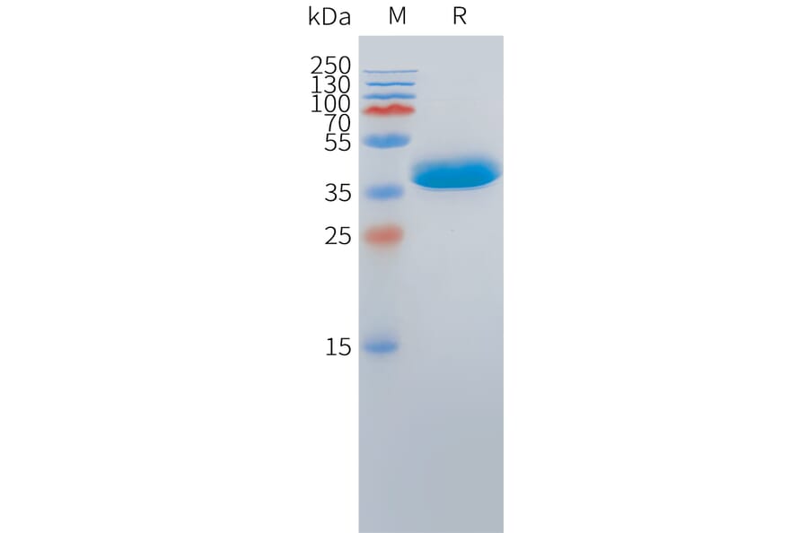 SDS-PAGE - Recombinant Cynomolgus macaque DLL3 Protein (Fc Tag) (A324715) - Antibodies.com