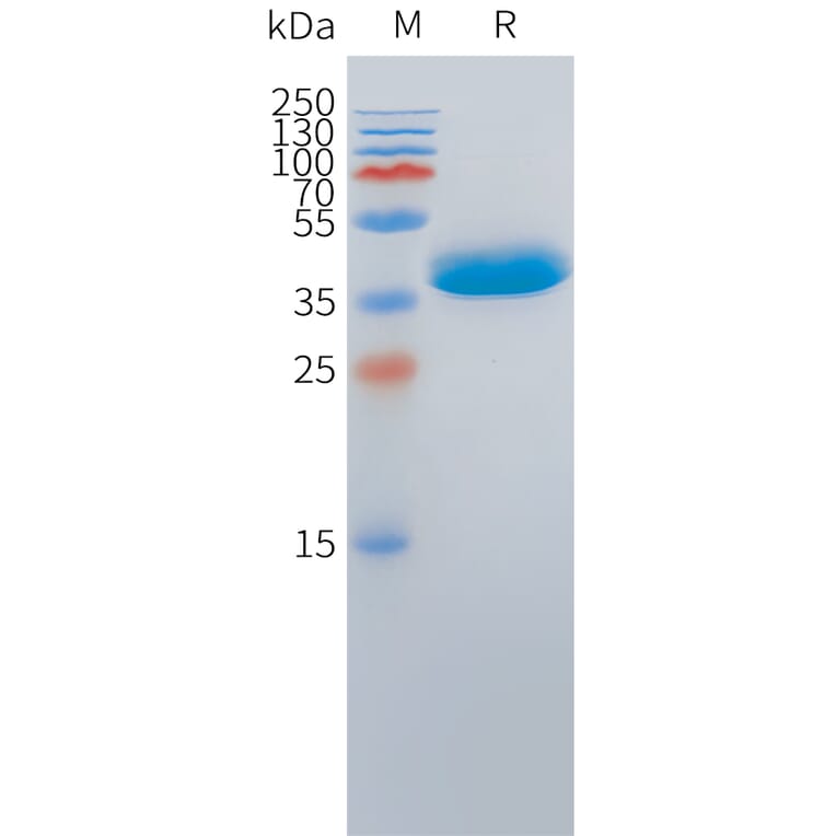 SDS-PAGE - Recombinant Cynomolgus macaque DLL3 Protein (Fc Tag) (A324715) - Antibodies.com