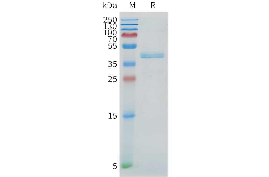 SDS-PAGE - Recombinant Cynomolgus macaque DLL3 Protein (Fc Tag) (A324716) - Antibodies.com