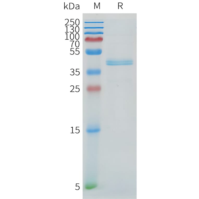 SDS-PAGE - Recombinant Cynomolgus macaque DLL3 Protein (Fc Tag) (A324716) - Antibodies.com